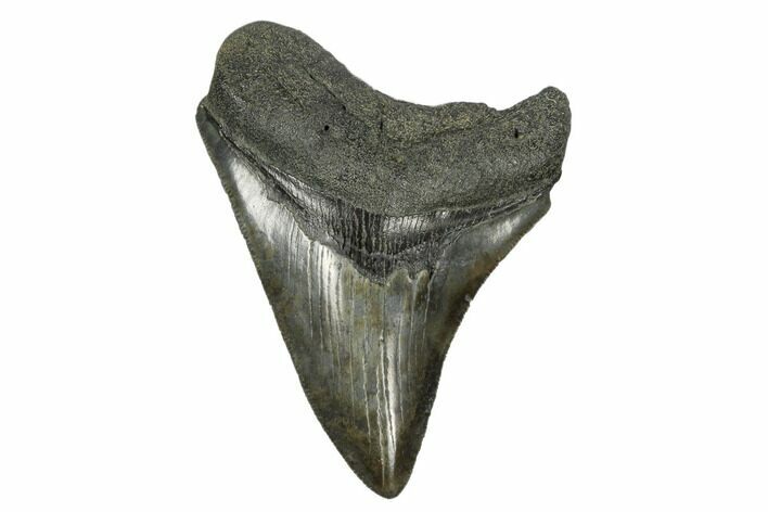 Serrated, Fossil Megalodon Tooth - South Carolina #170474